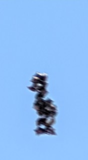 IMG 20260509 125129